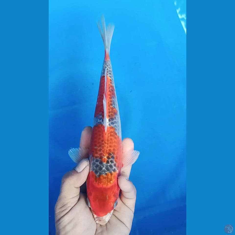 RED KUJAKU M 28CM