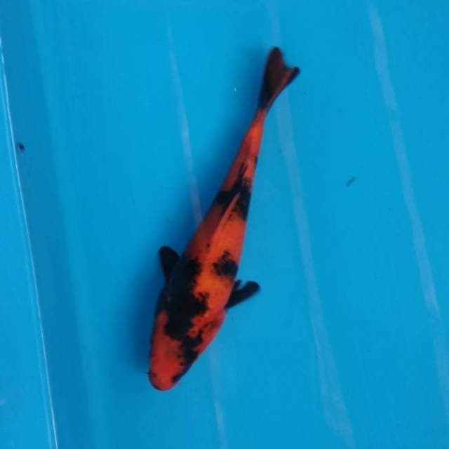 Hi utsuri