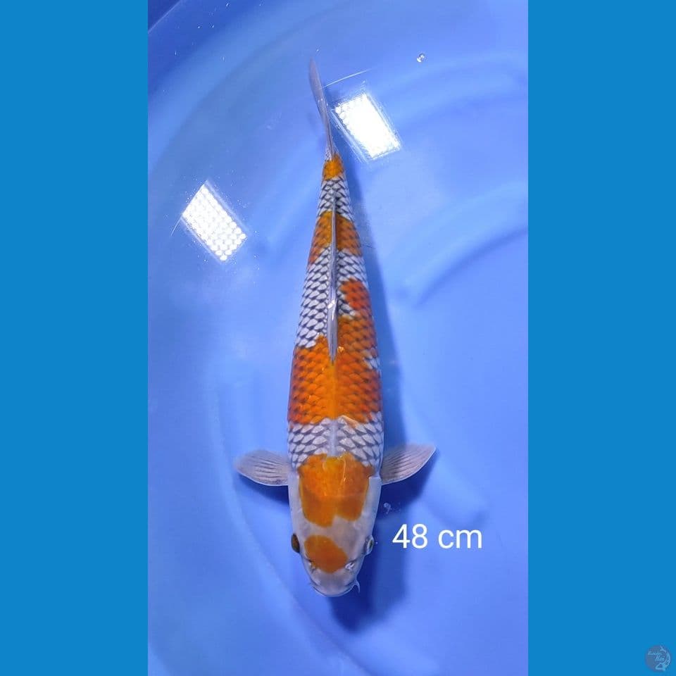 Ochiba sigure SQ 48cm
