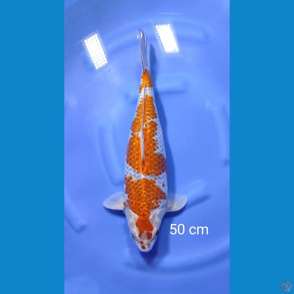 kogane ochiba 50cm
