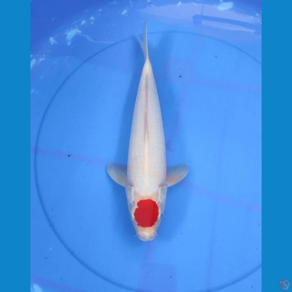 tanco 34cm/male
