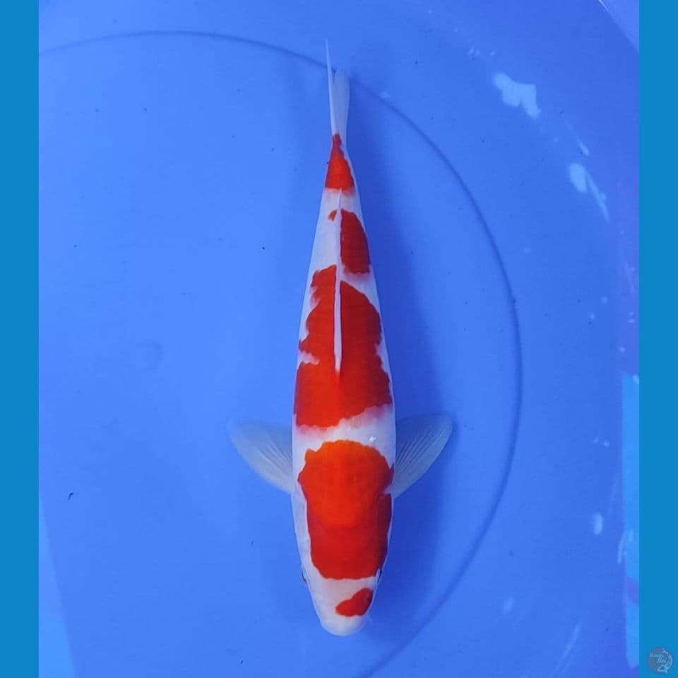 kohaku 33cm/male