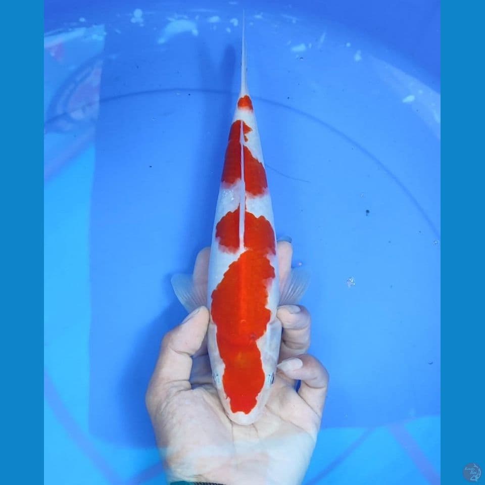kohaku 31cm/male