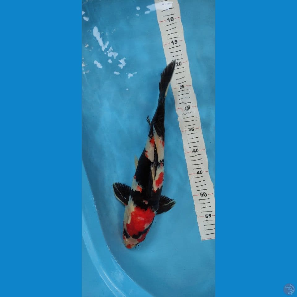 Showa 45 cm | Jantan