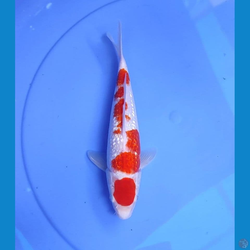 kohaku 25cm/male