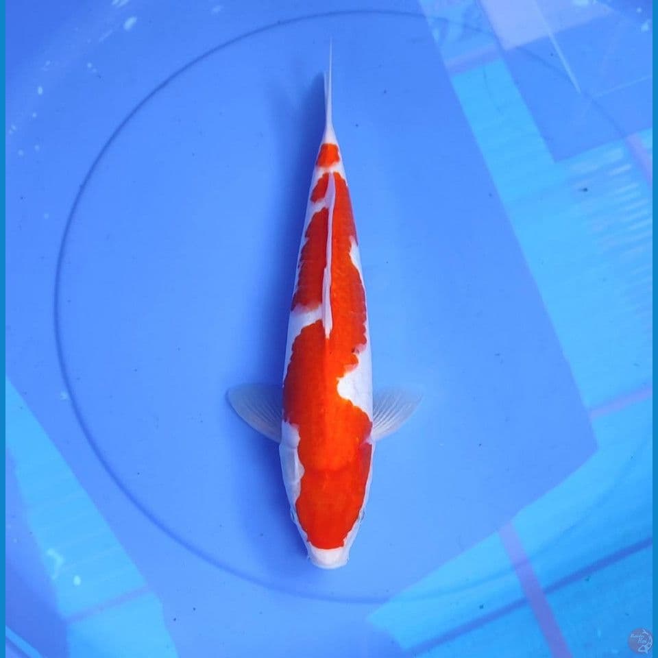 kohaku 34cm/male