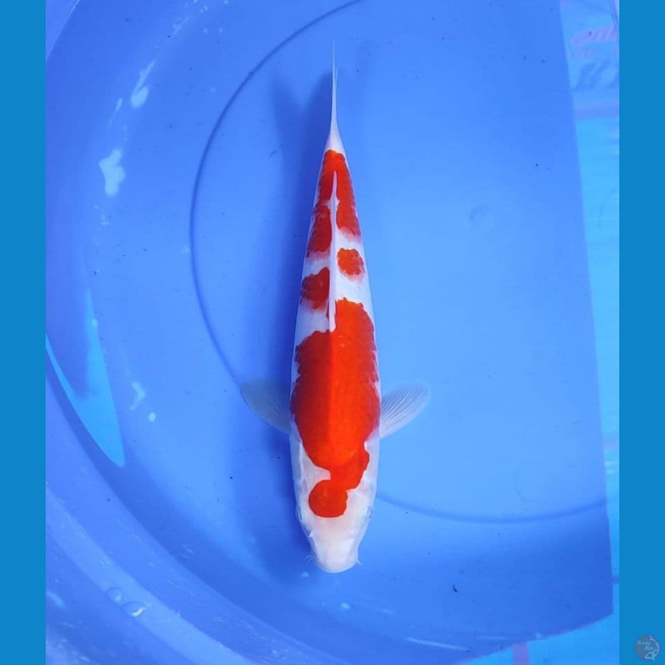 kohaku 34cm/male