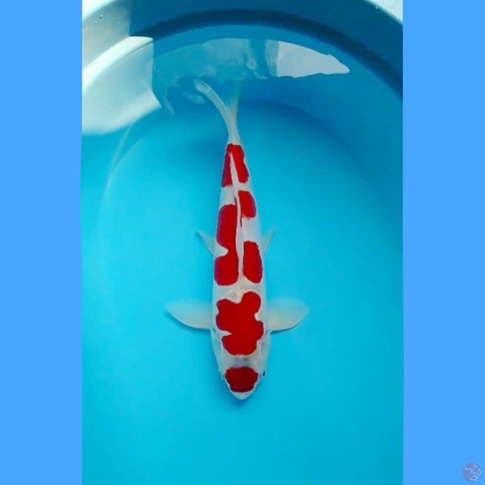 38 cm