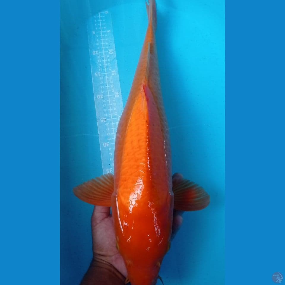 KIGOI 58CM