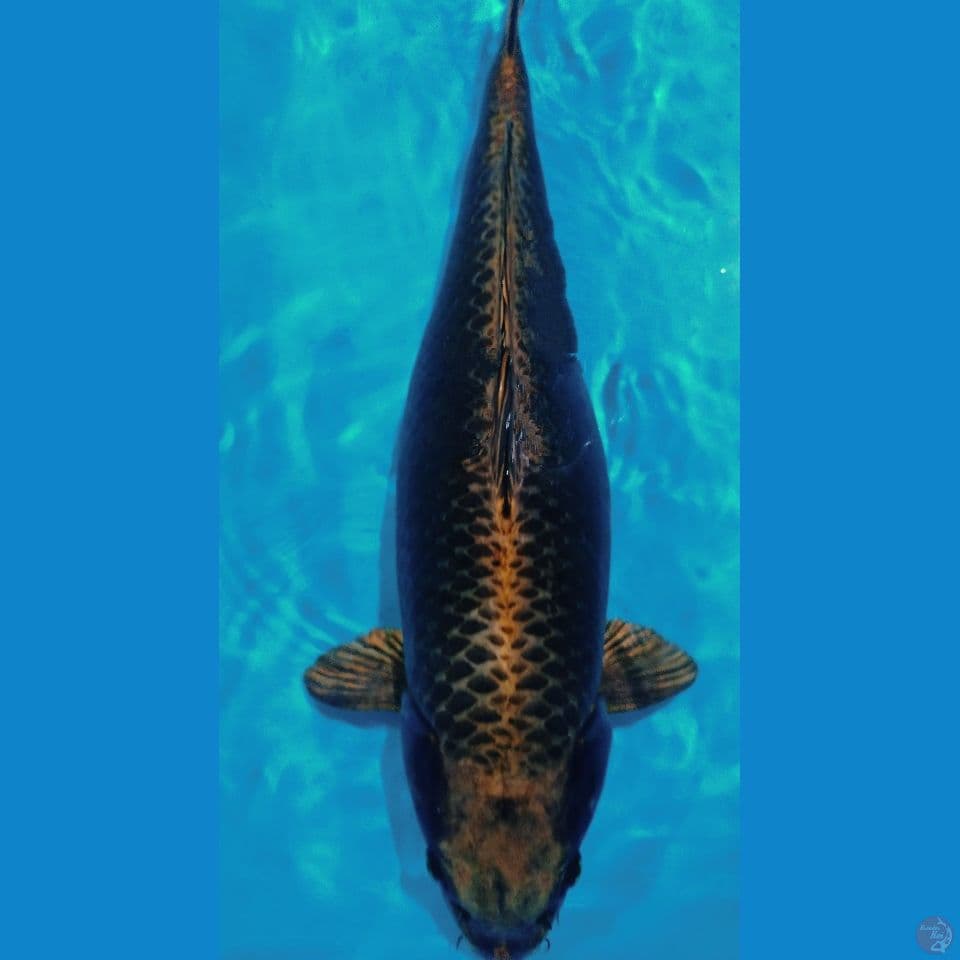 BIG SIZE 62 CM