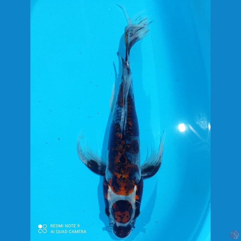 GOROMO DOIT 55CM