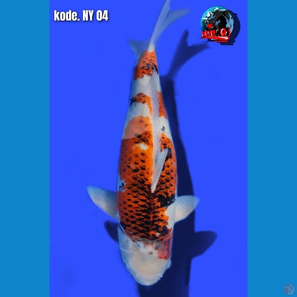 Ikan kesayangan body hot Goromo 58 cm Male