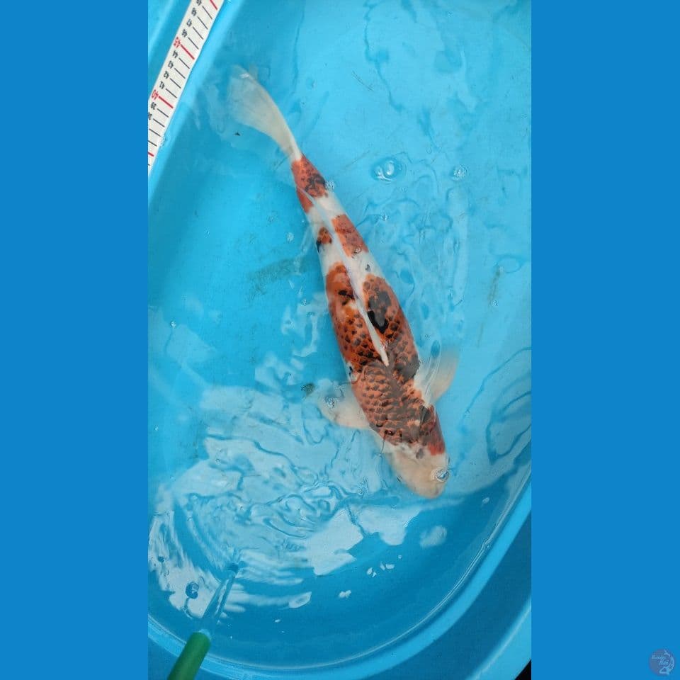 Ikan kesayangan body hot Goromo 58 cm Male