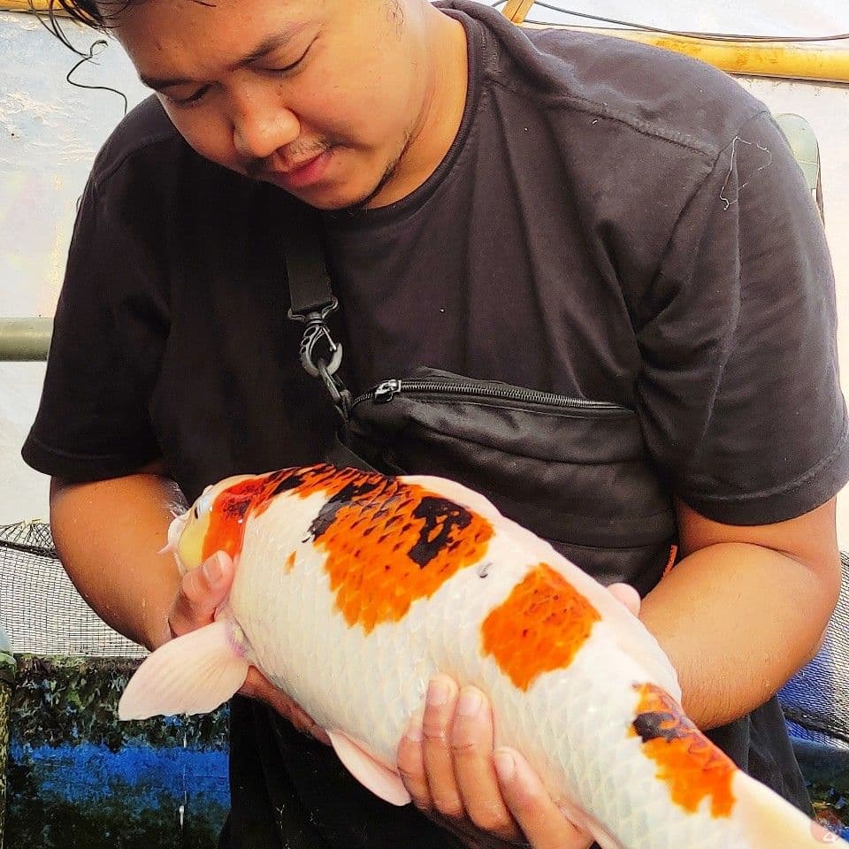 Ikan kesayangan body hot Goromo 58 cm Male