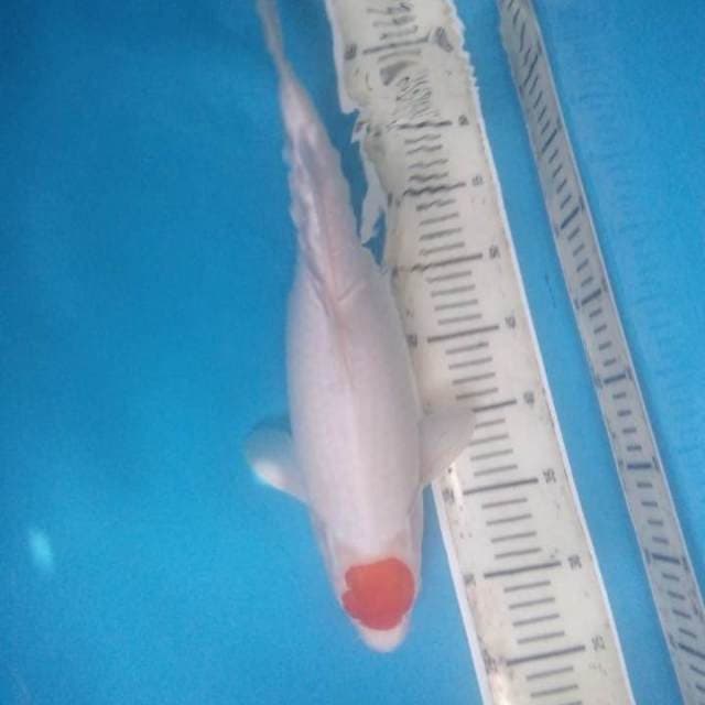 Tancho kohaku