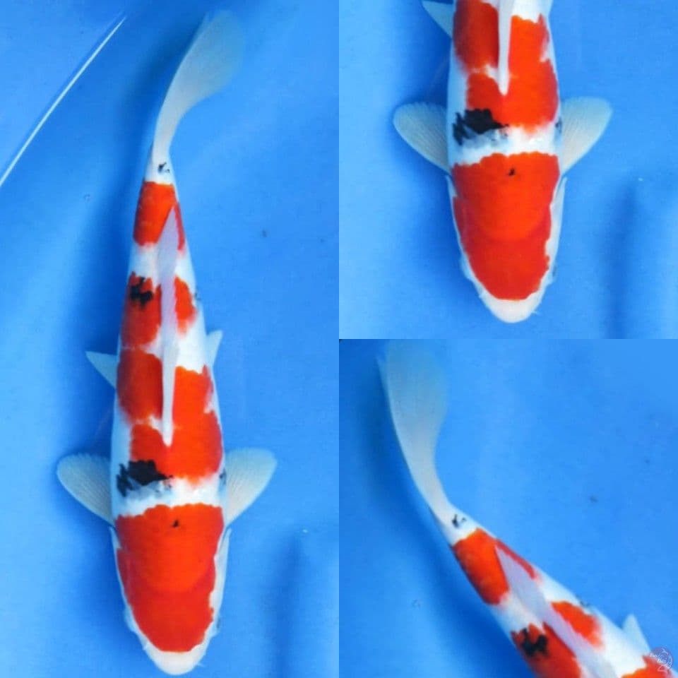 33cm , Sanke Ori