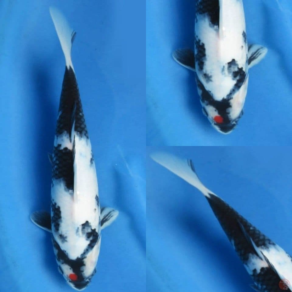 34cm ,shiro putih petir