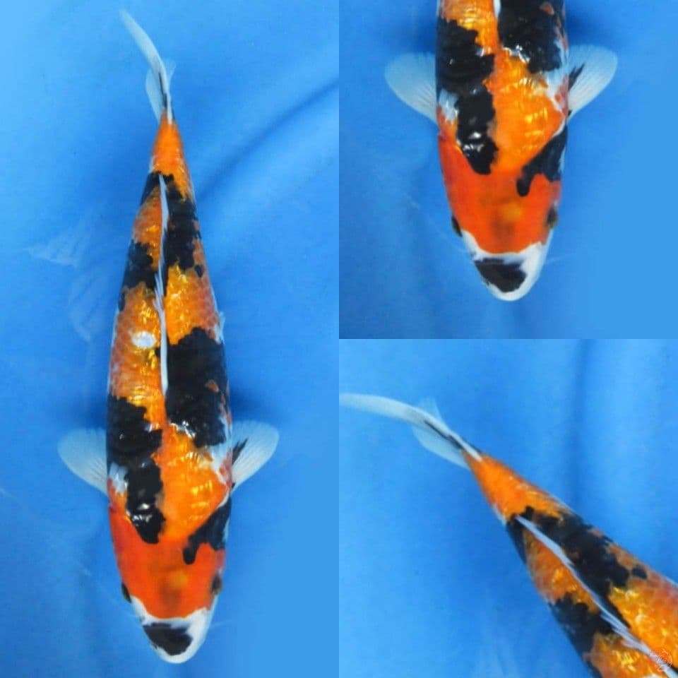 33cm, Showa ginrin