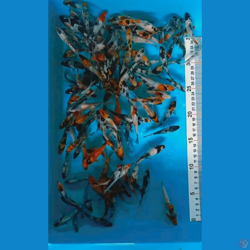 bibitan Showa 5 9 cm 125 ekor