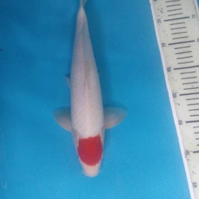 Tancho kohaku