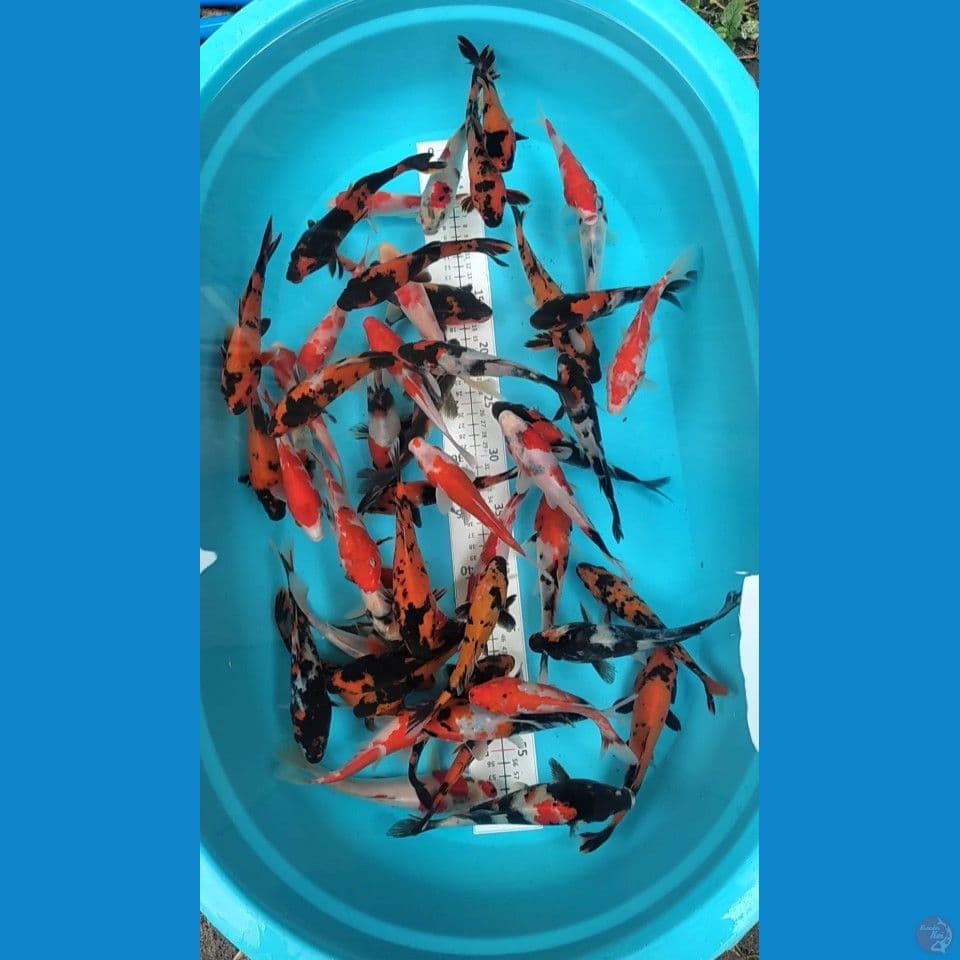 Showa mix 15-20cm 50ekor