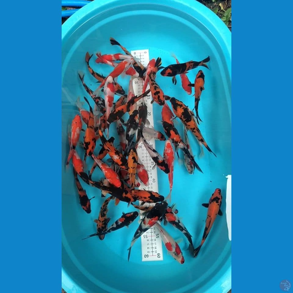 Showa mix 15-20cm 50ekor