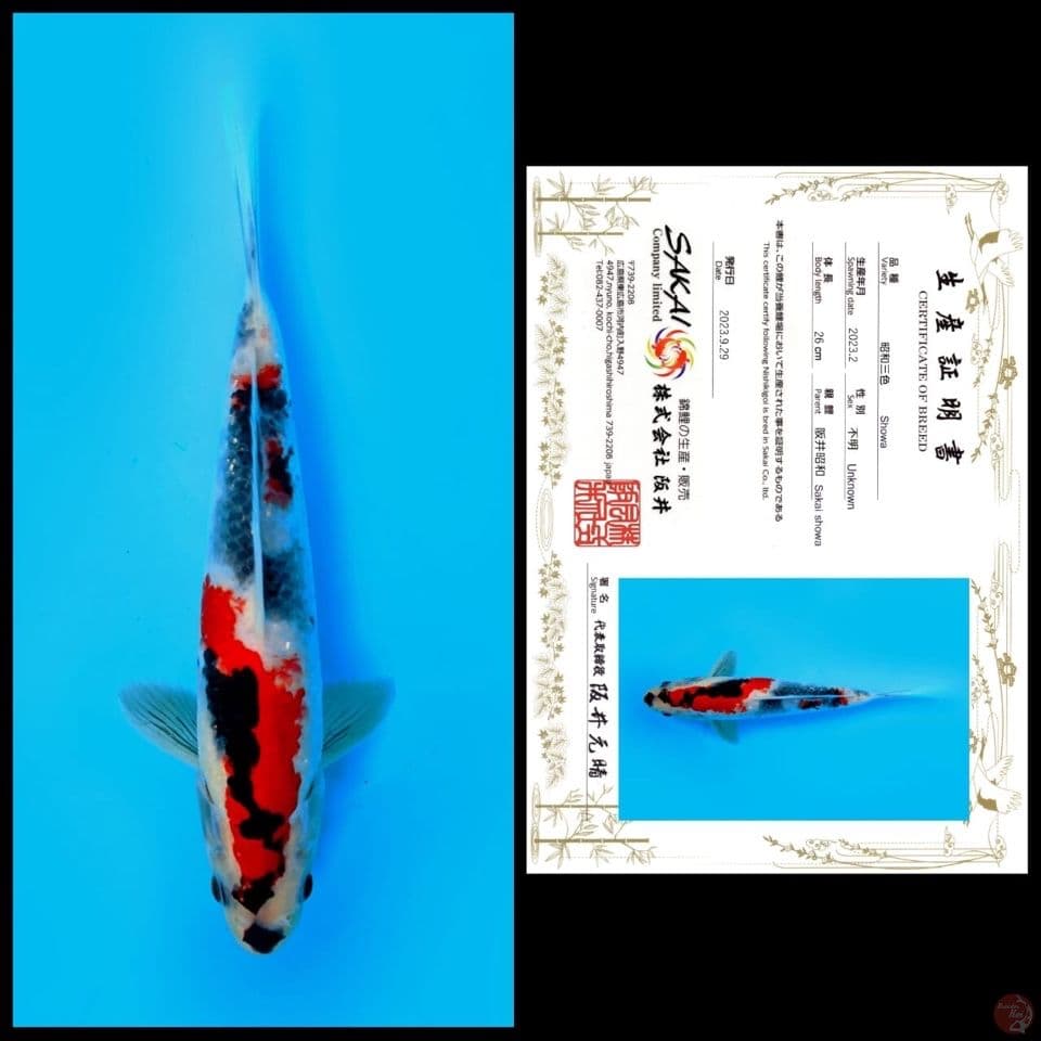 Kindai showa 26cm male