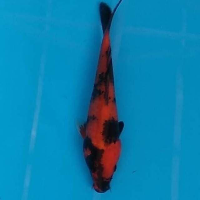 Hi utsuri