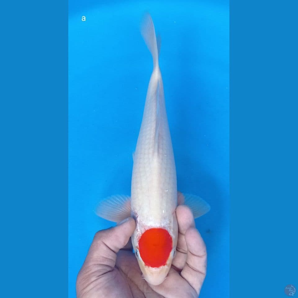 tanco a 31 cm
