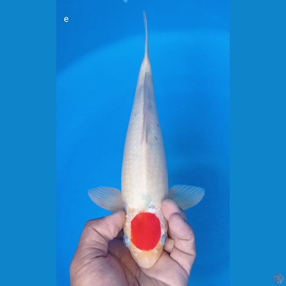 tanco e 29cm