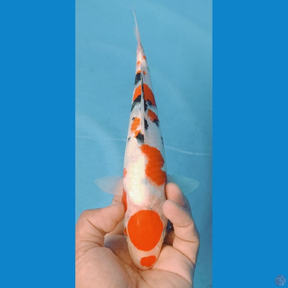 sanke 30cm