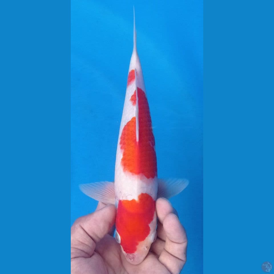kohaku 27 cm