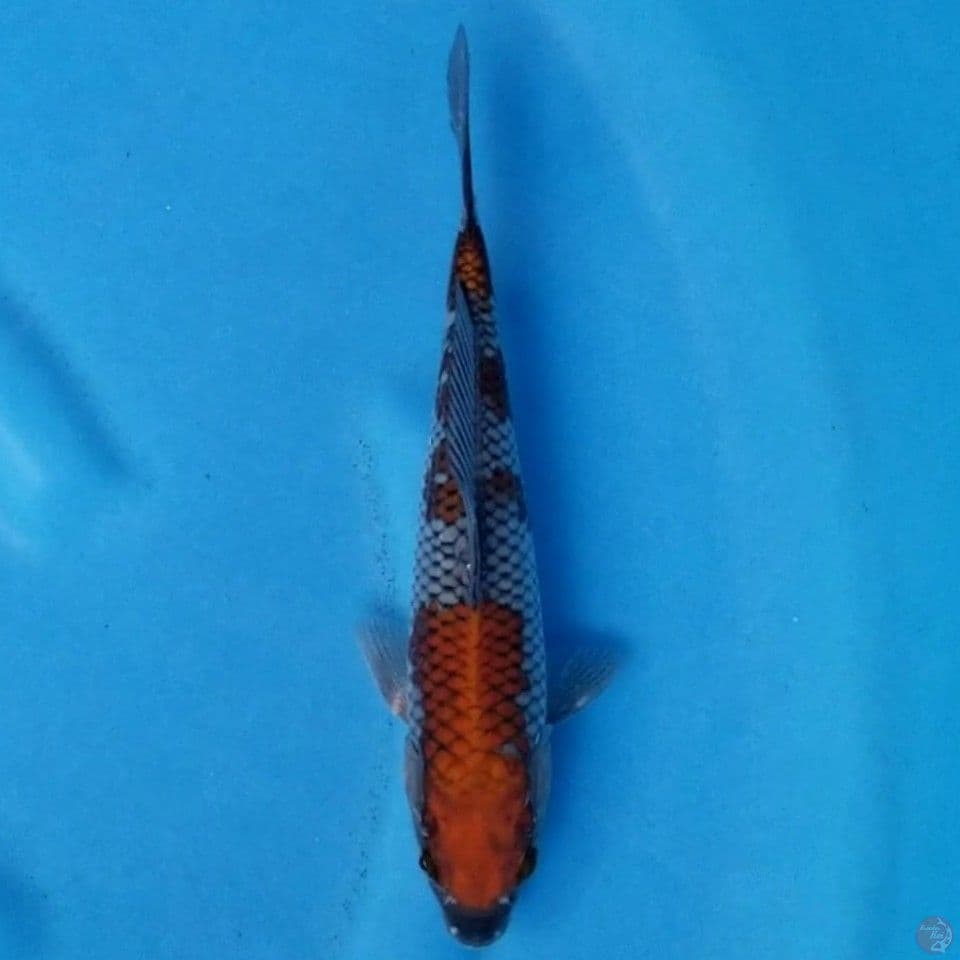 OCHIBA SHIGURE 24 CM
