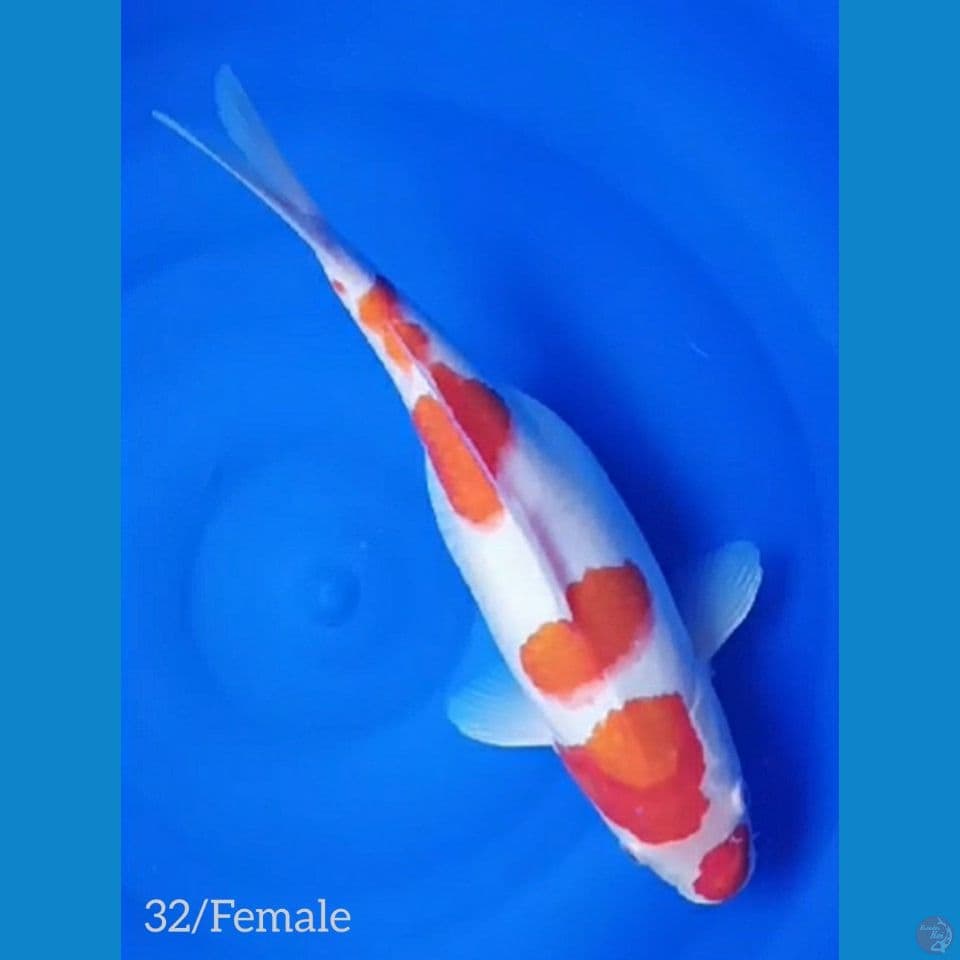 32/F Jaminan Sehat Tenan