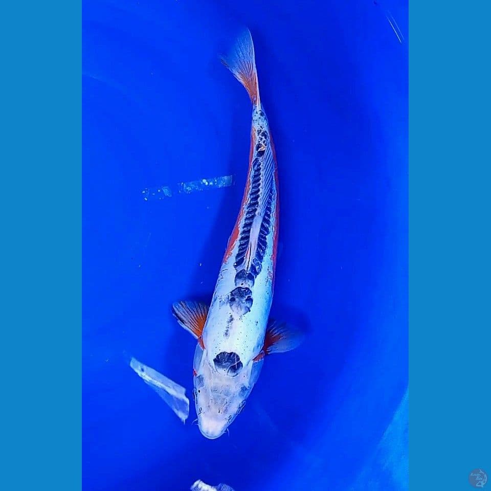 37 cm hana sushui