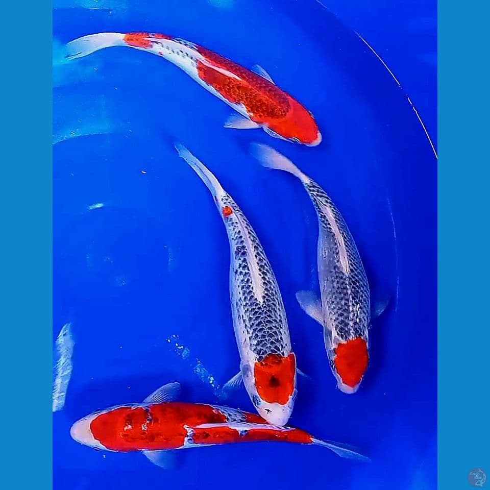 30-32 cm goshiki racing red strong(bonus yg tanco short bdy)