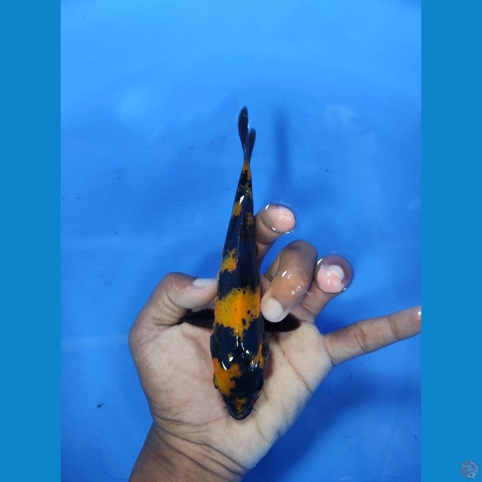 Utsuri 17cm