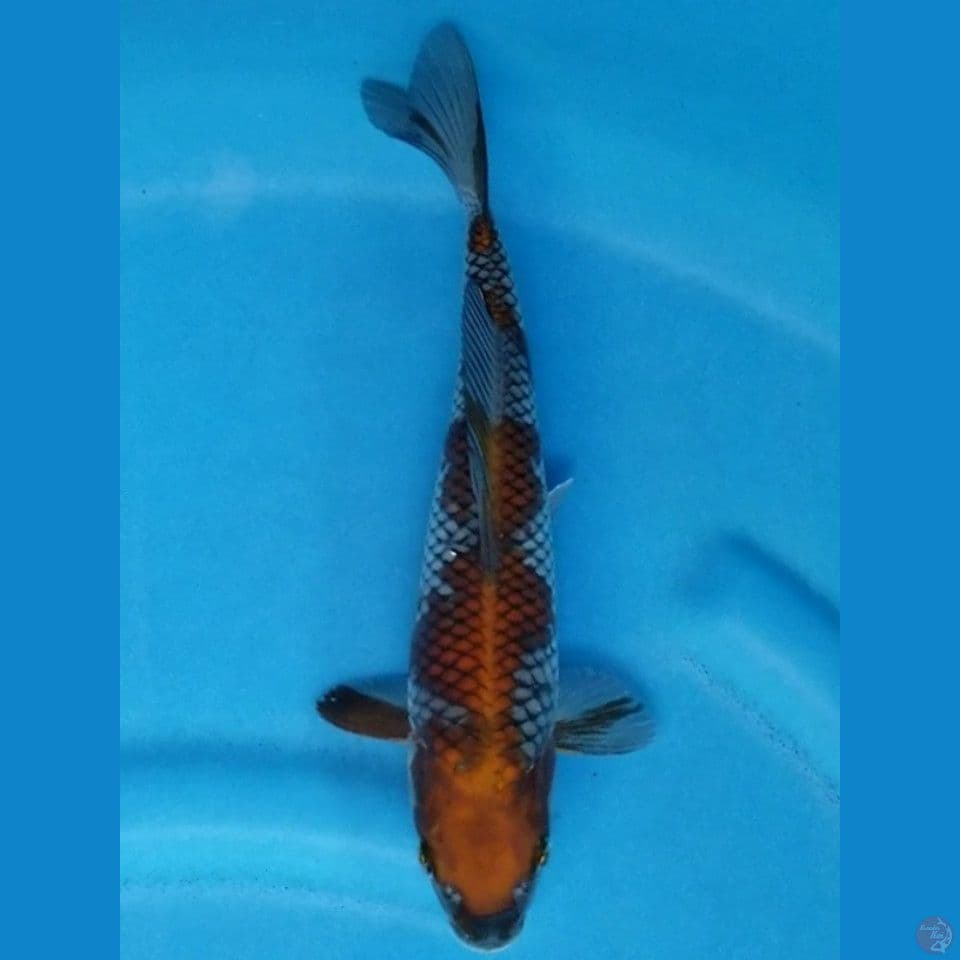 OCHIBA SHIGURE 26 CM
