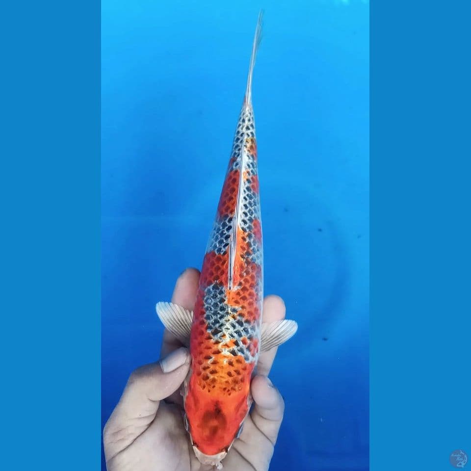 BENIGINGGA M29CM