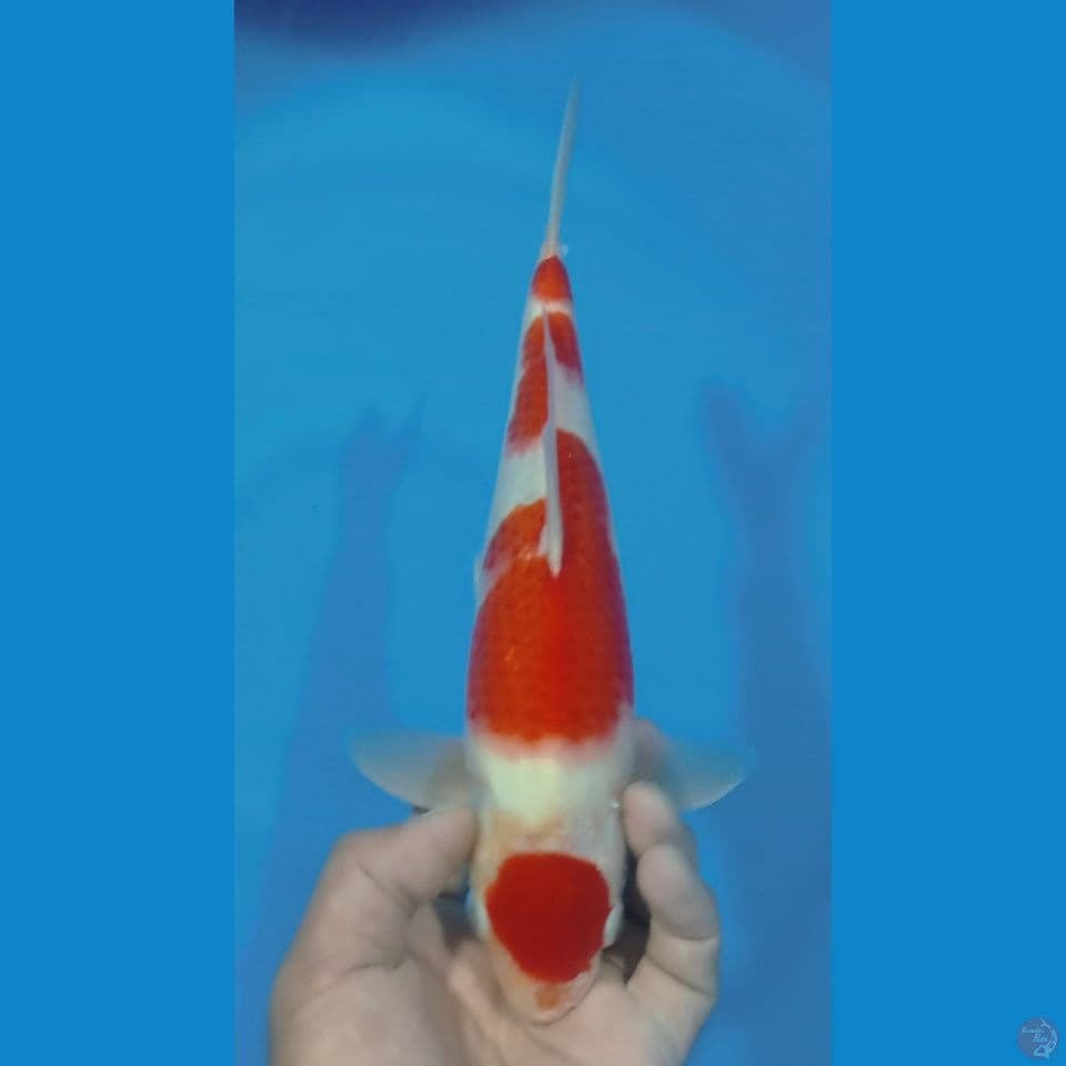 maruten kohaku 30cm