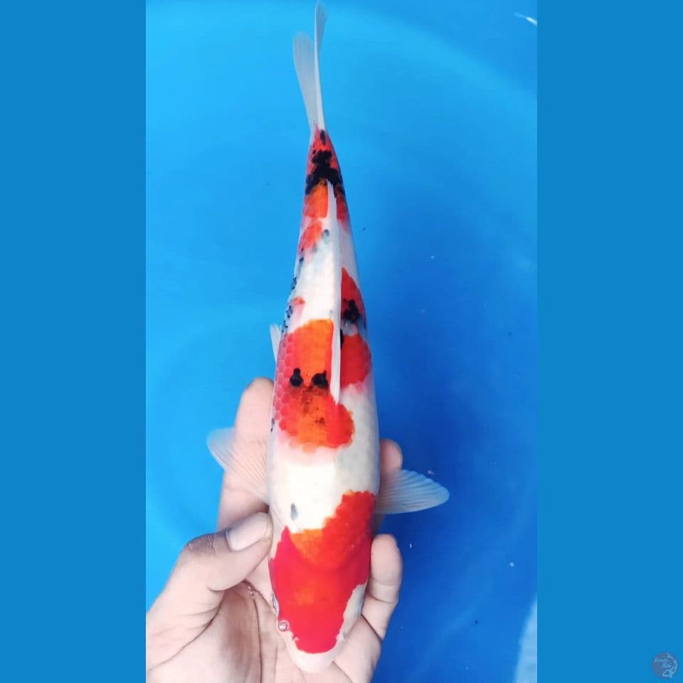 SANKE M 30CM