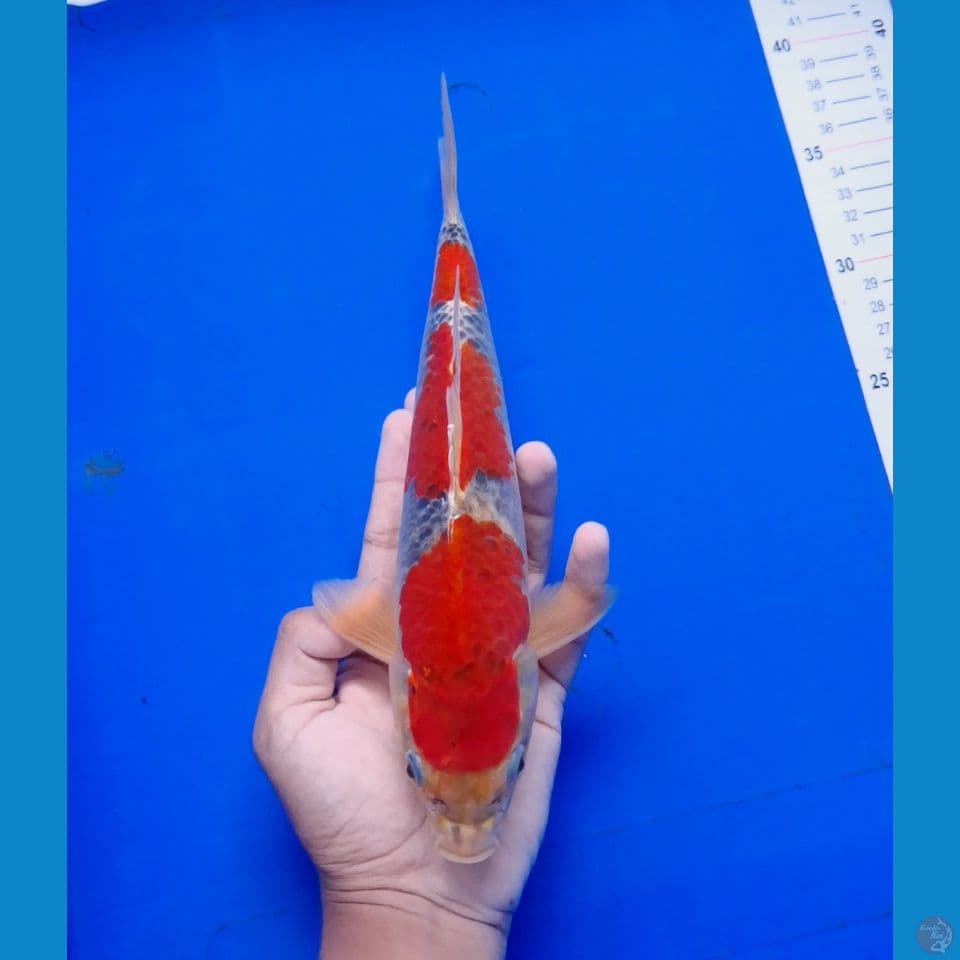 goshiki 26cm merah strong (male)