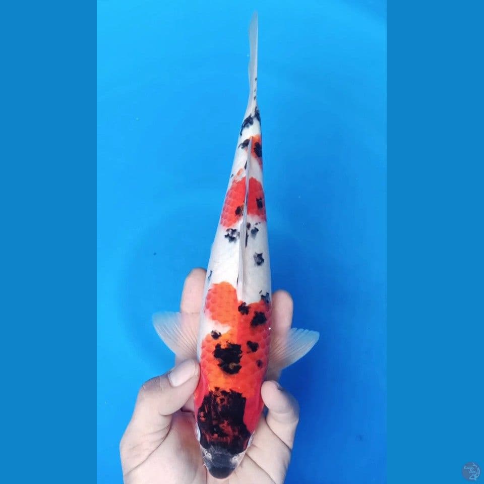 M 30CM SHOWA