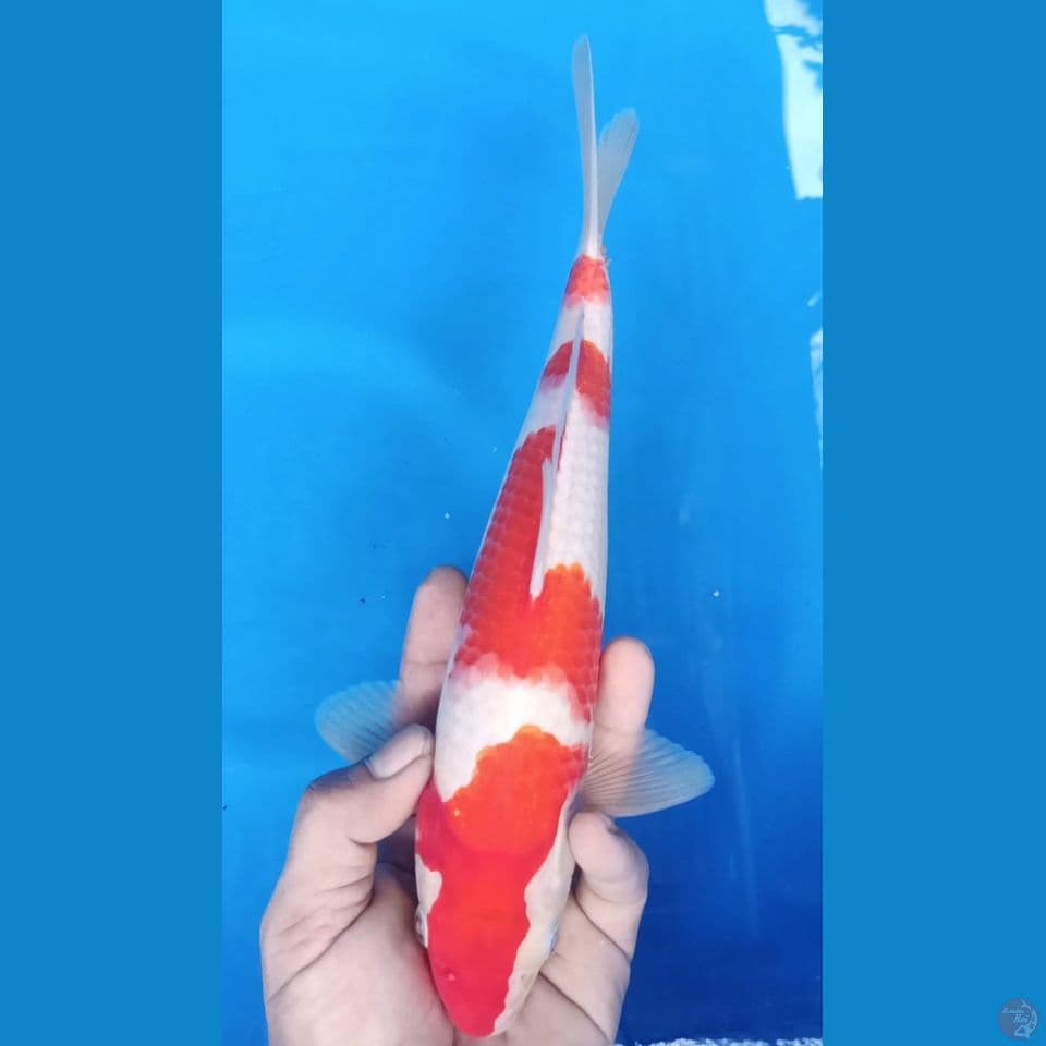 KOHAKU M 30CM