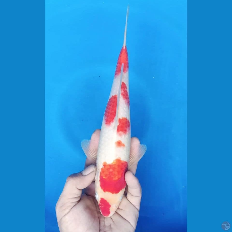 KOHAKU M 30CM