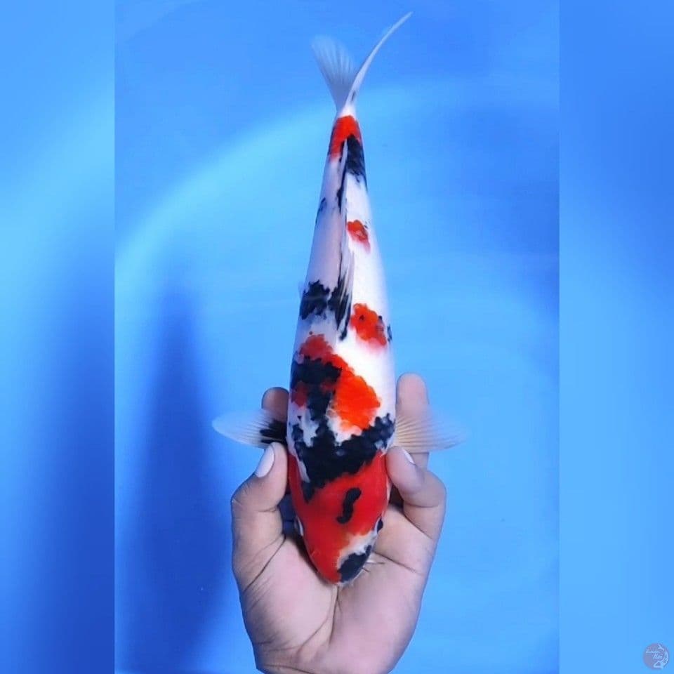 SHOWA MANTAP # 32CM - M