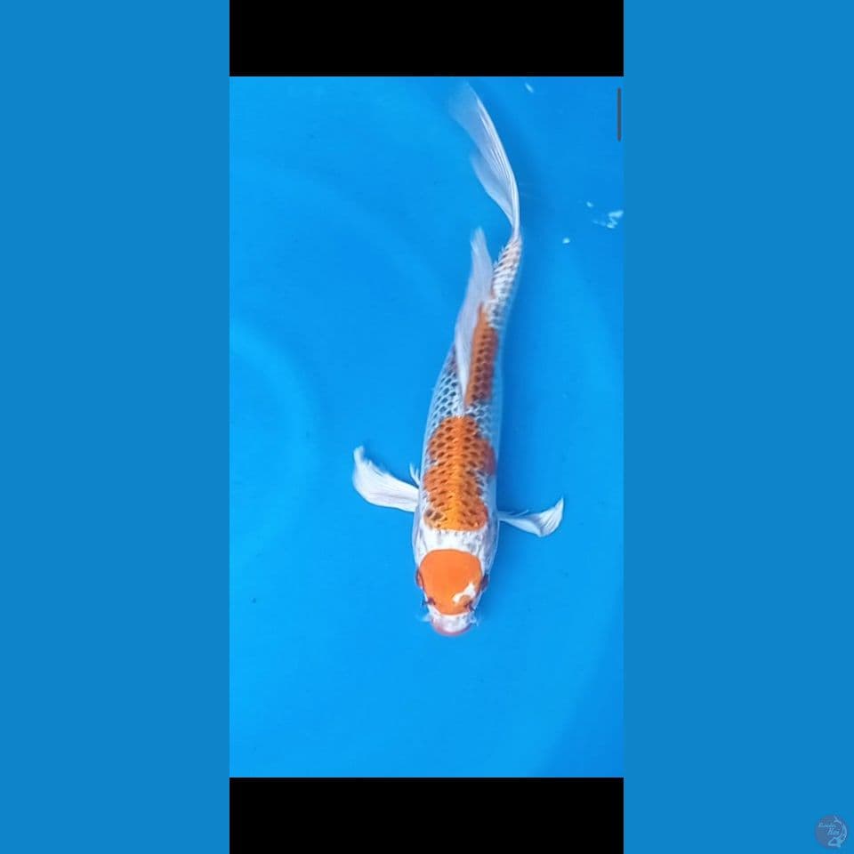 kumpay 37cm
