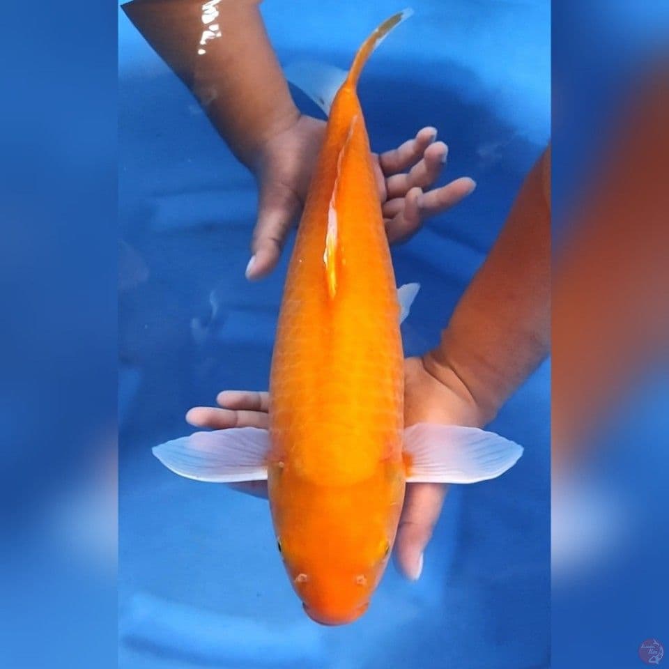 JUMBO KARASHI MATA MERAH # 49CM - F