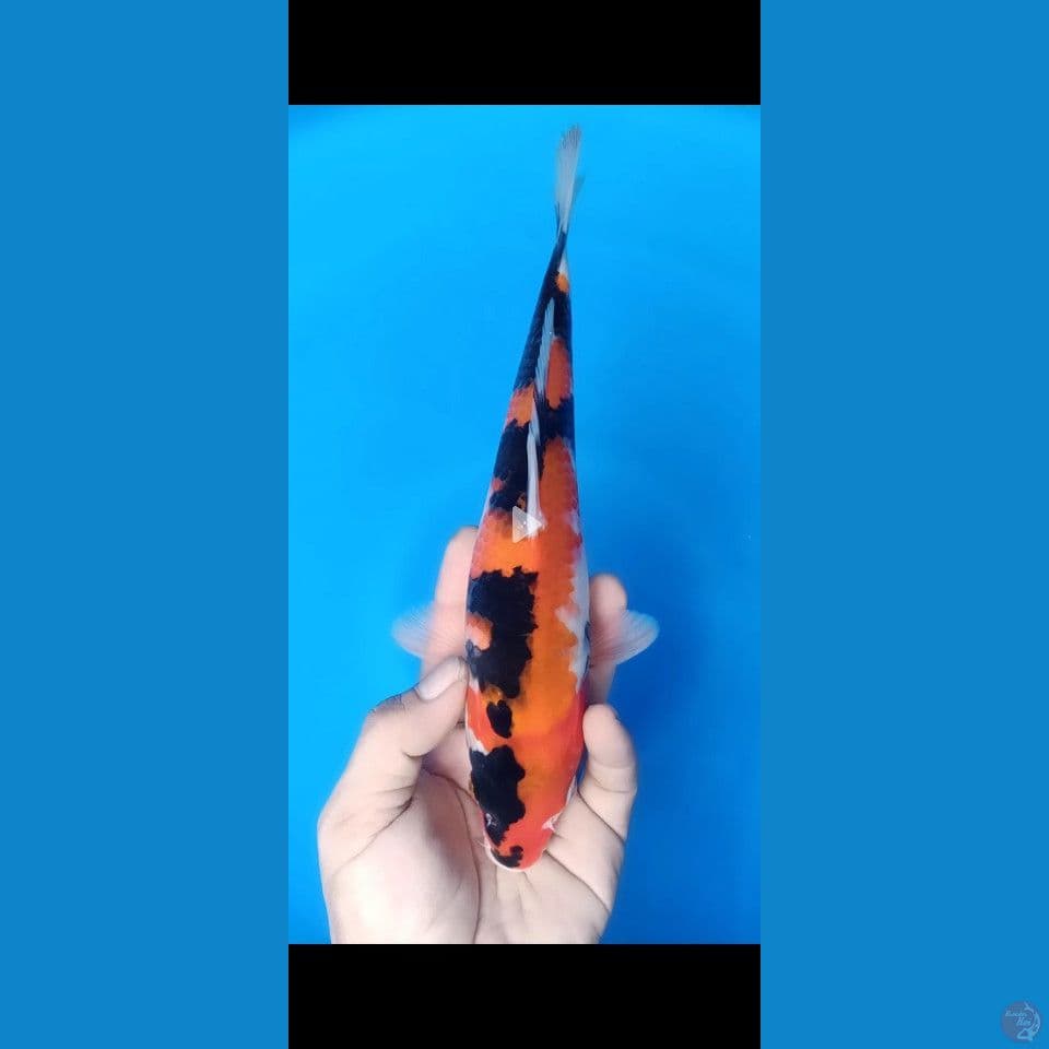 SHOWA M 28CM
