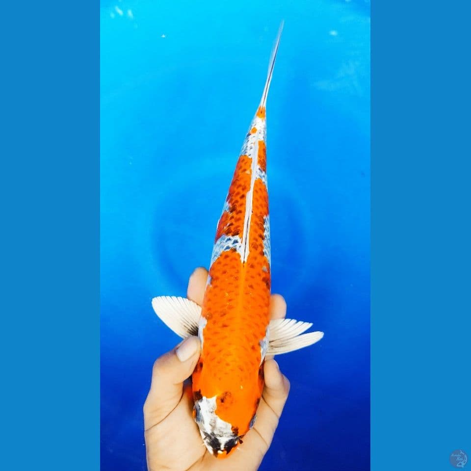 M 35CM KUJAKU